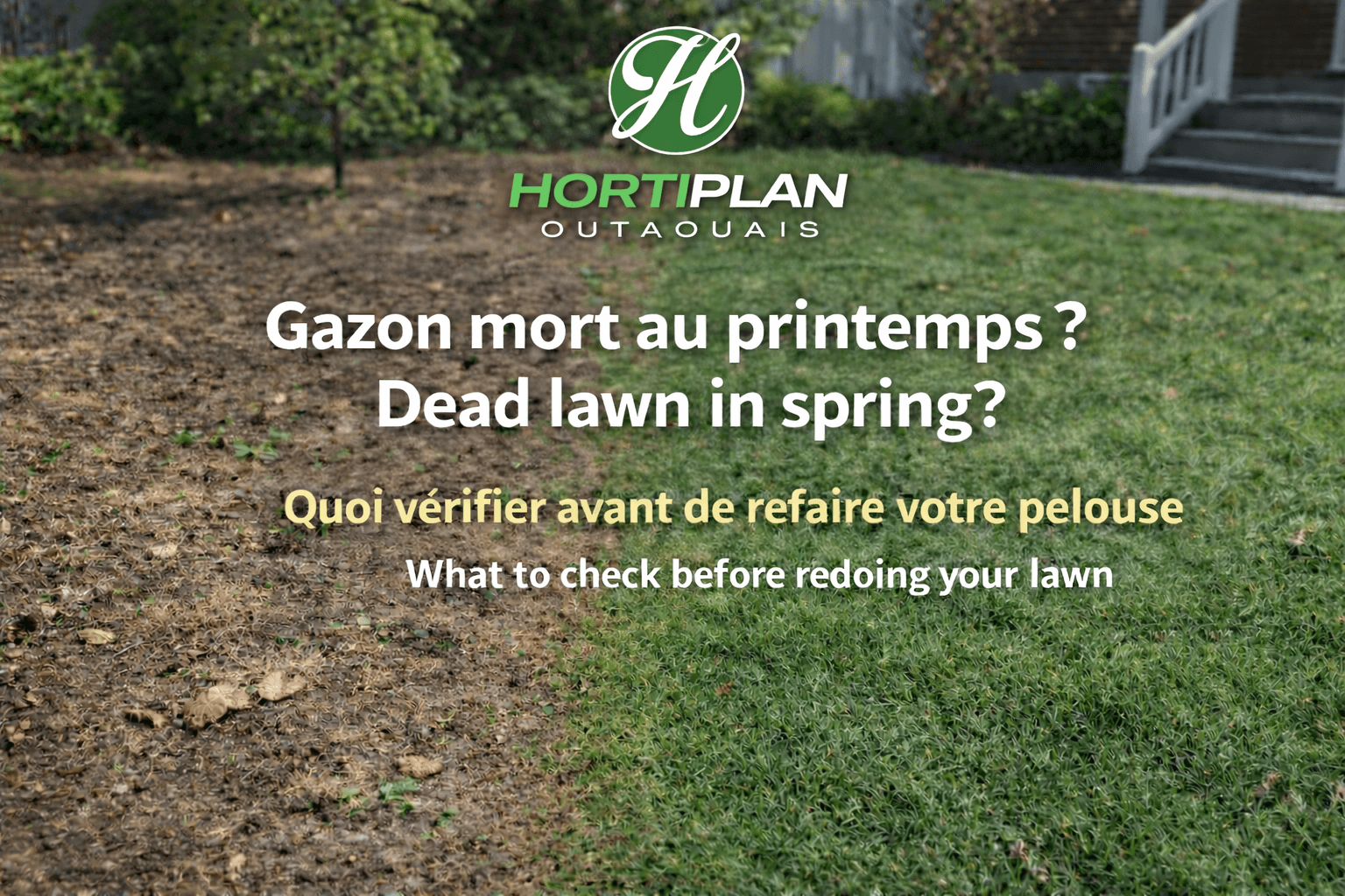 Gazon qui semble mort au printemps avant de refaire la pelouse à Gatineau
