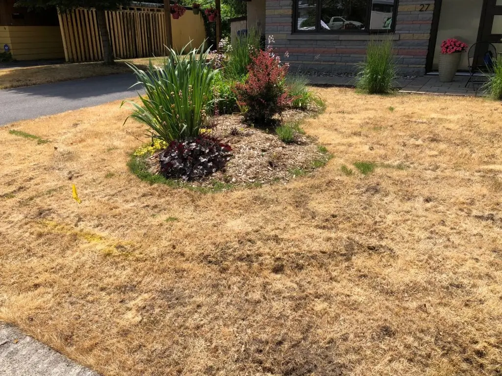 Désherbage à l'eau chaude écologique