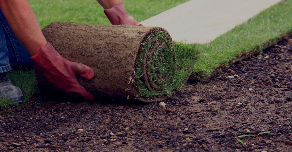 Pose de tourbe naturelle – Installation de gazon en rouleau pour une pelouse dense et uniforme | Hortiplan Outaouais